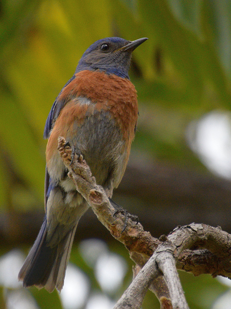 Bluebird.jpg
