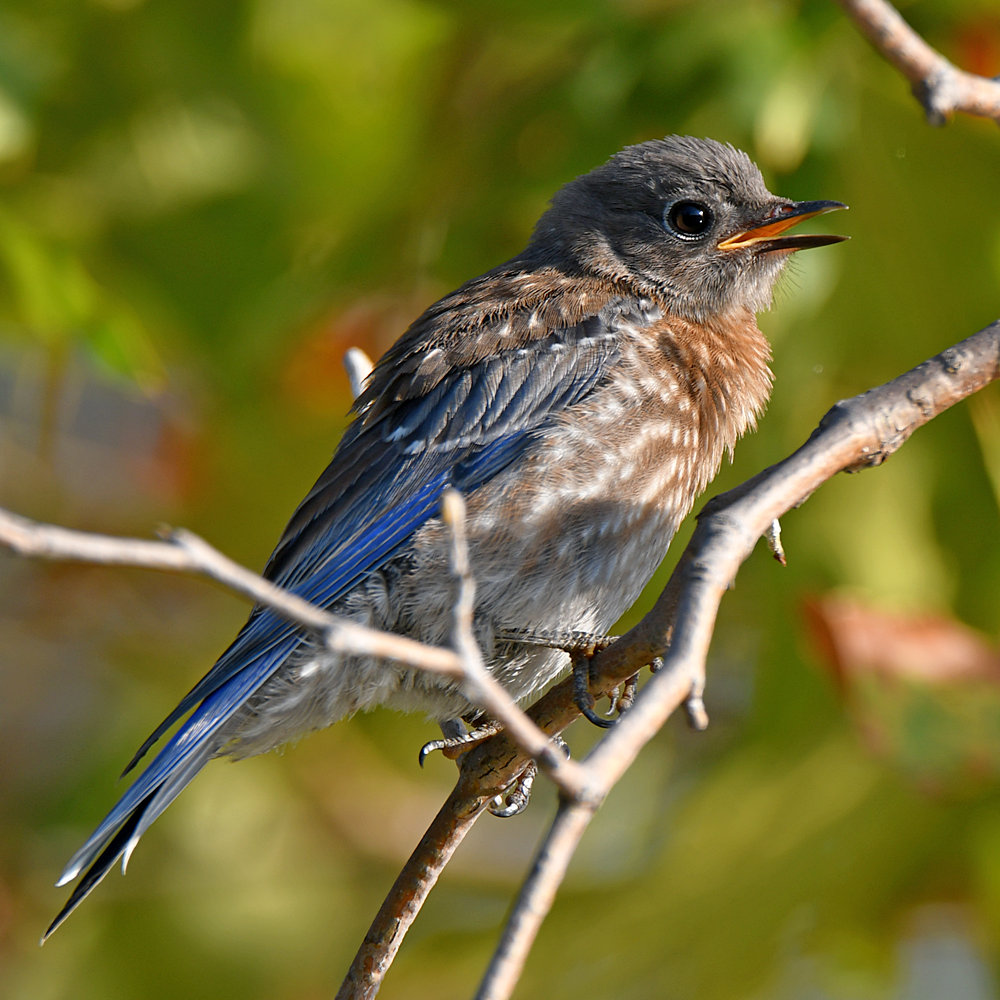 Bluebird.jpg