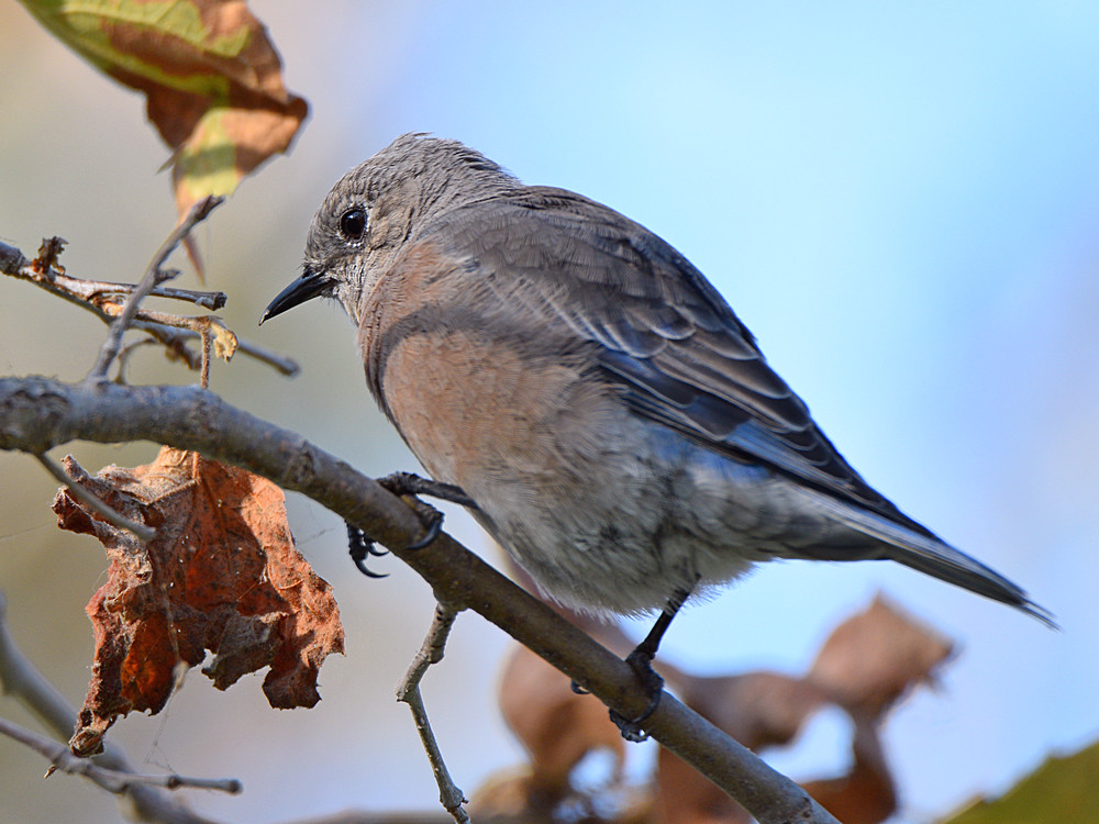 Bluebird.jpg