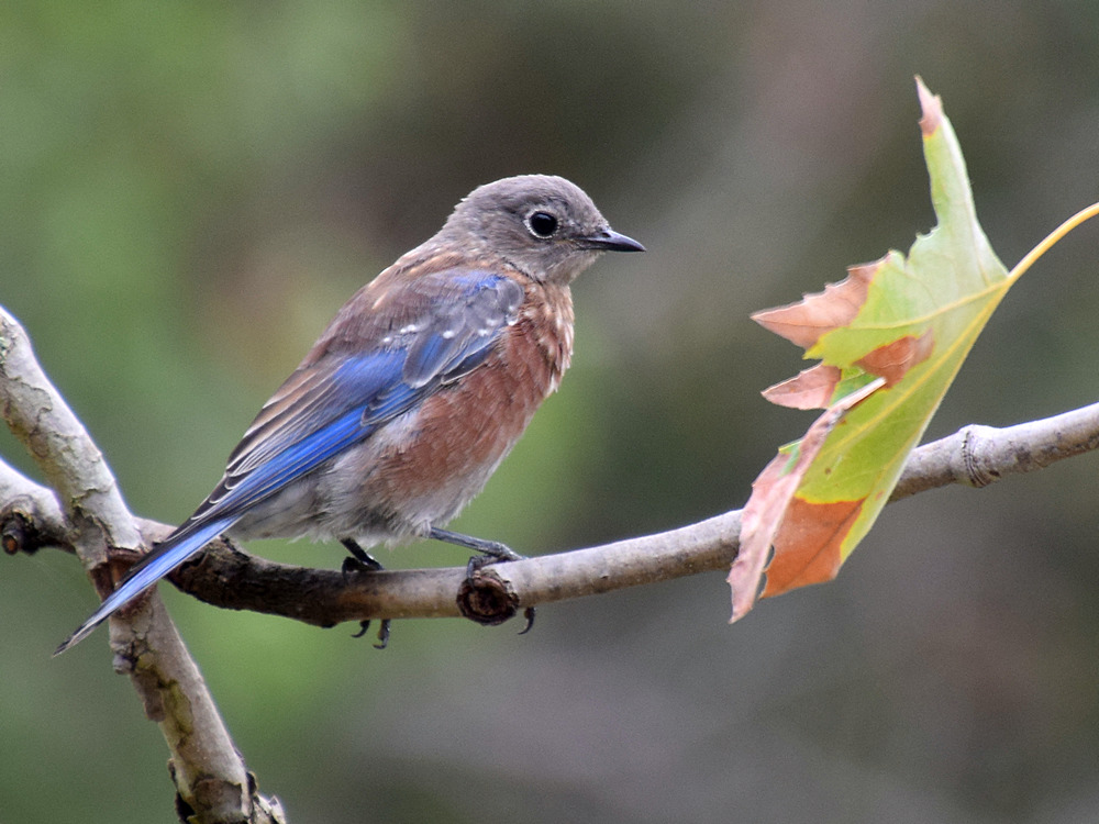 Bluebird.jpg