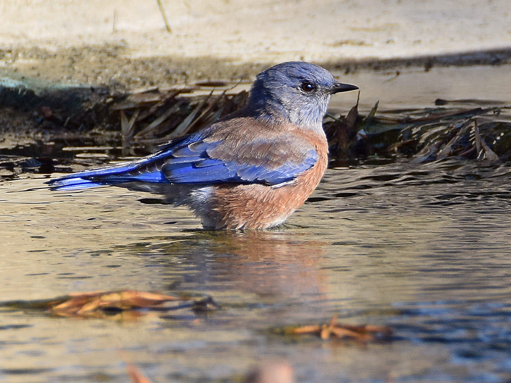 Bluebird.jpg