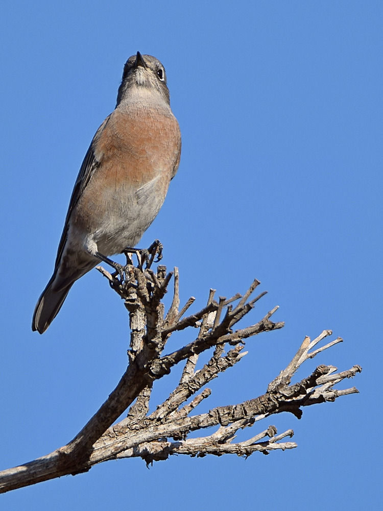 Bluebird.jpg