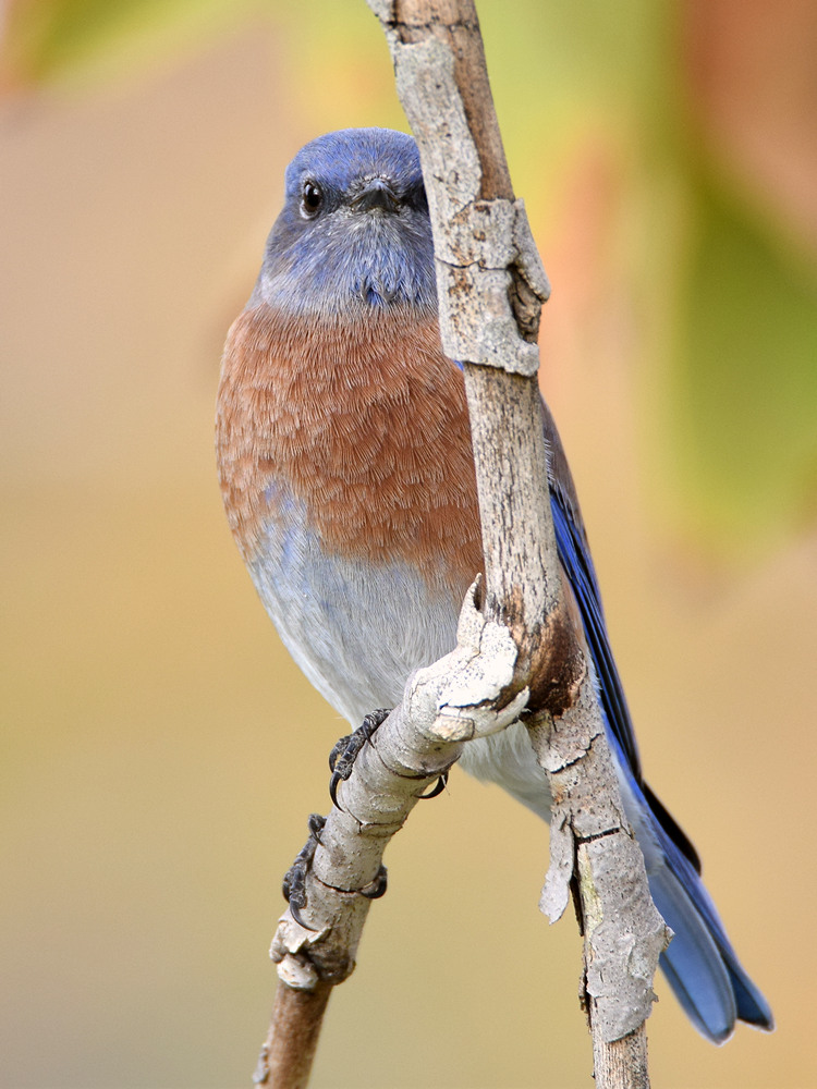 Bluebird.jpg