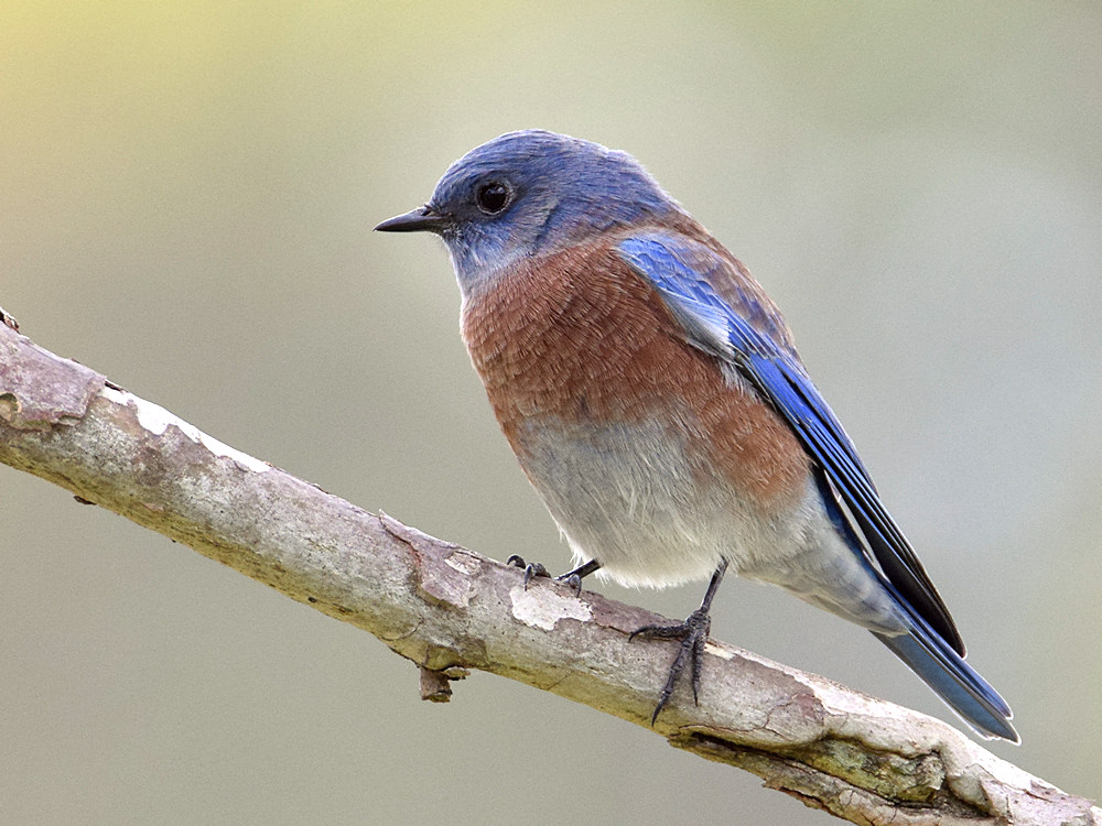 Bluebird.jpg