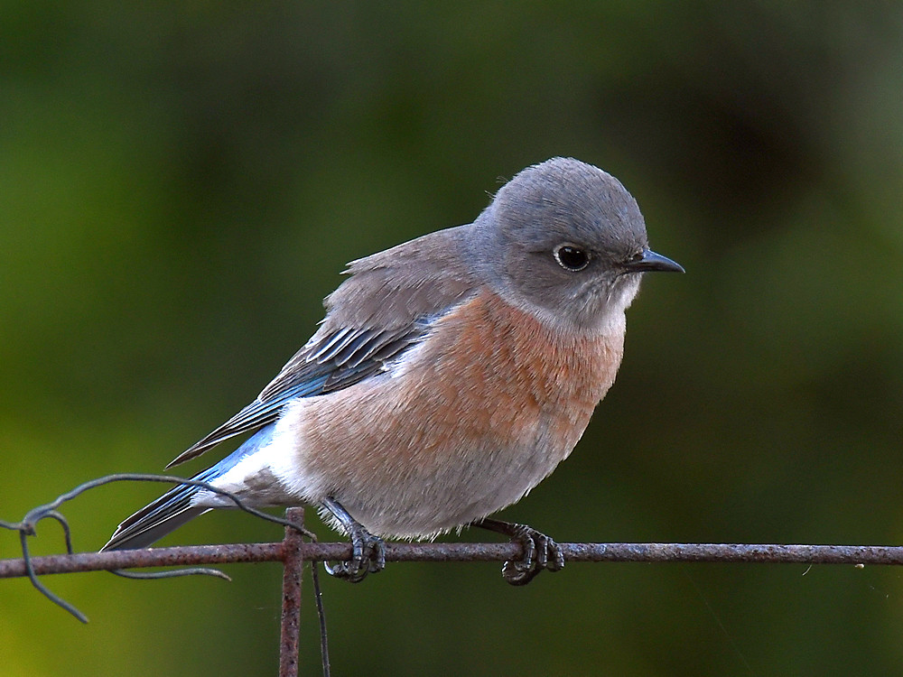 Bluebird.jpg
