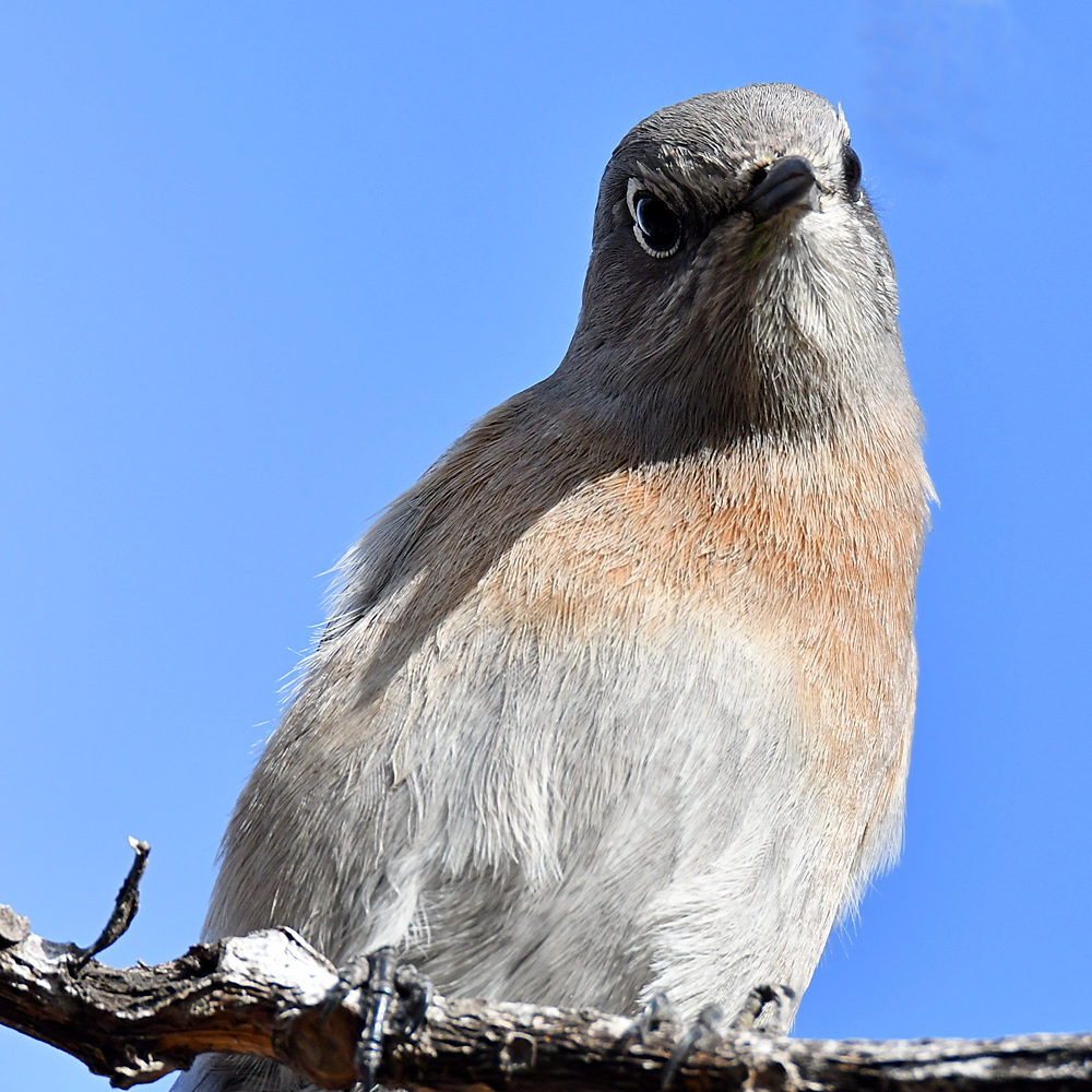 Bluebird.jpg
