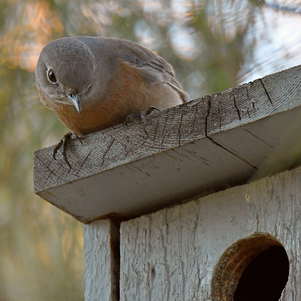 Bluebird.jpg