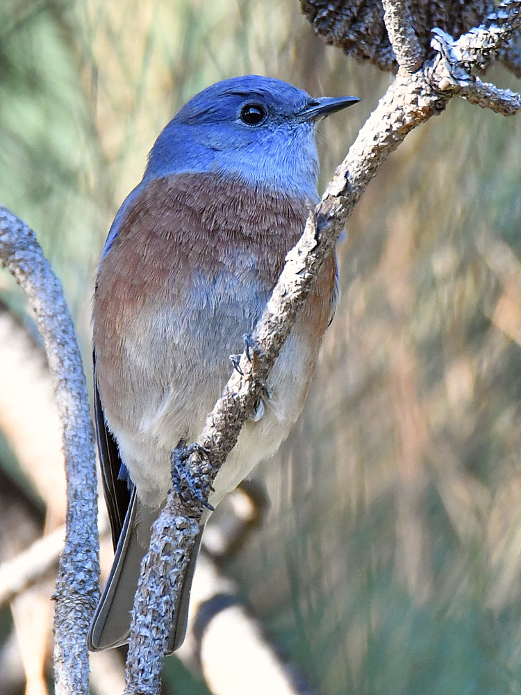 Bluebird.jpg