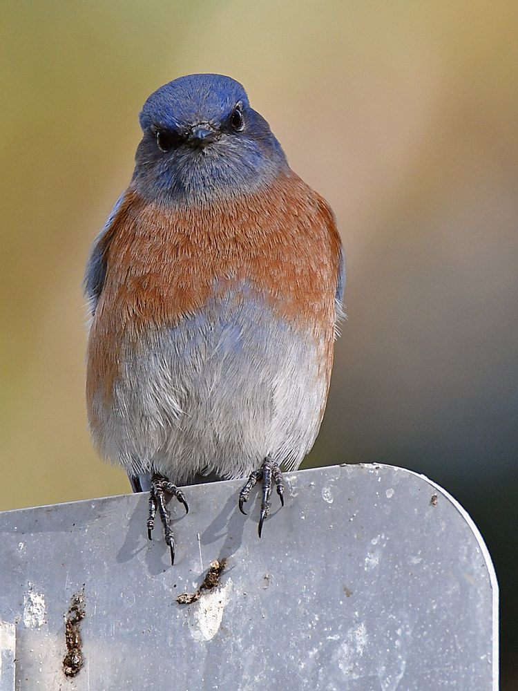 Bluebird.jpg