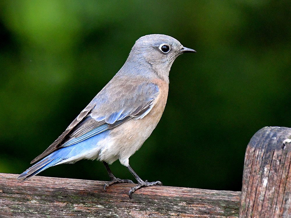 Bluebird.jpg