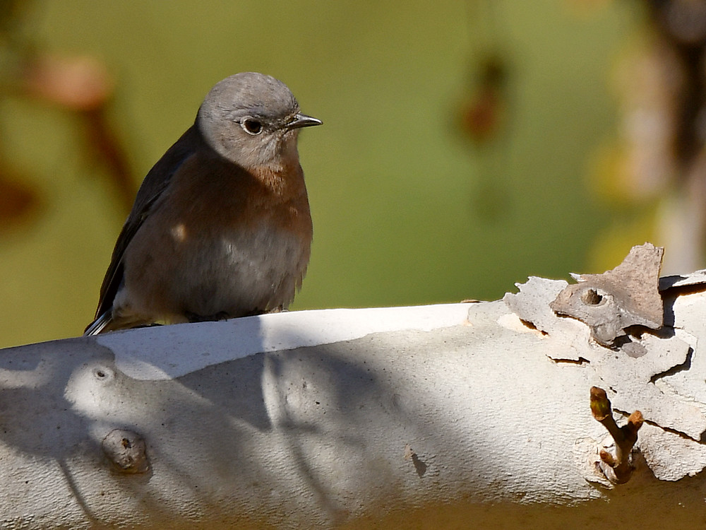 Bluebird.jpg
