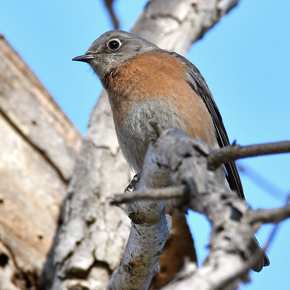 Bluebird.jpg