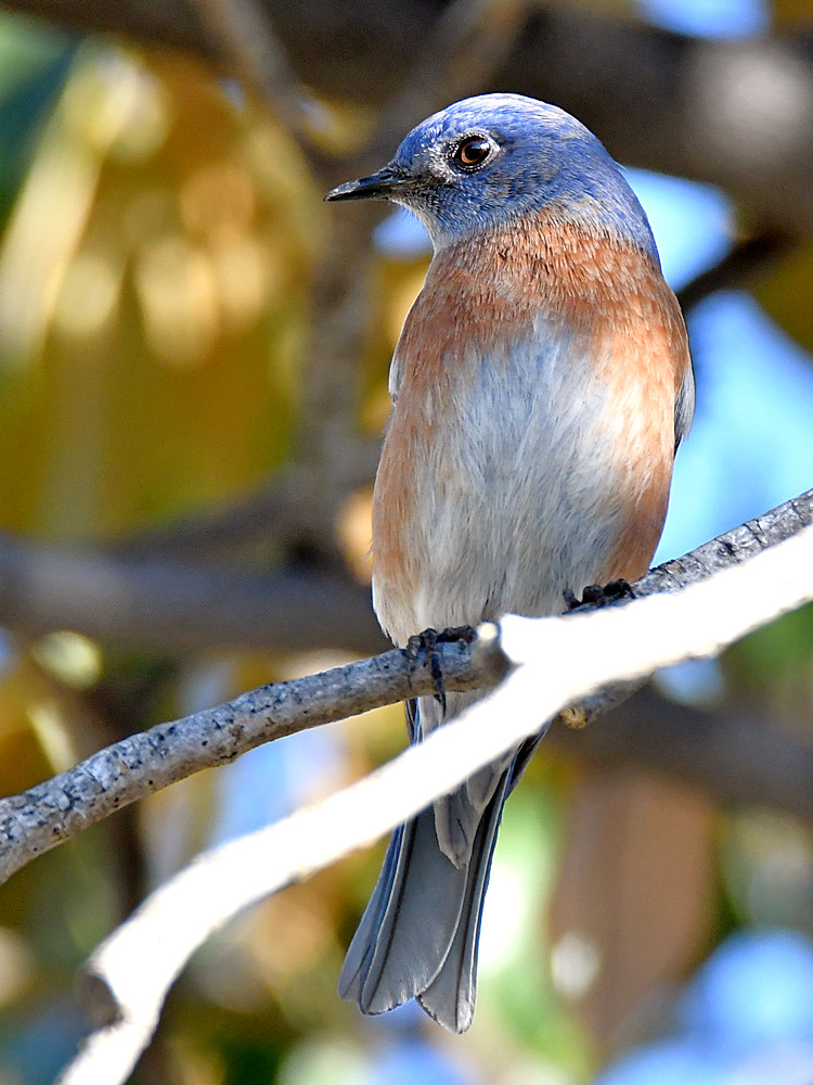 Bluebird.jpg
