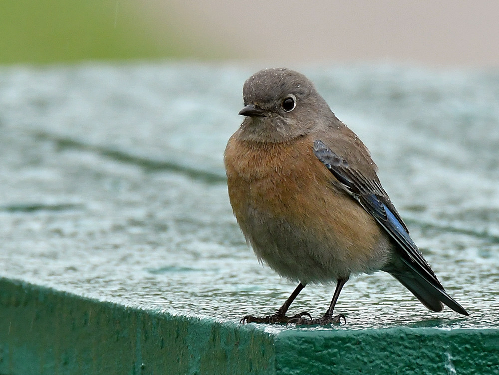 Bluebird.jpg