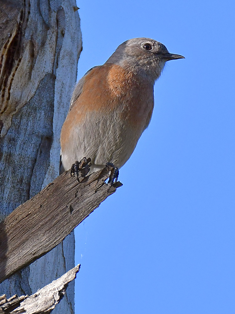 Bluebird.jpg