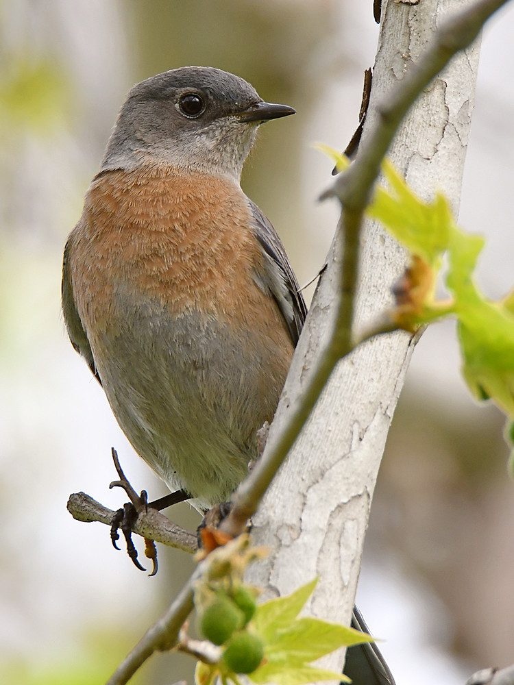 Bluebird.jpg