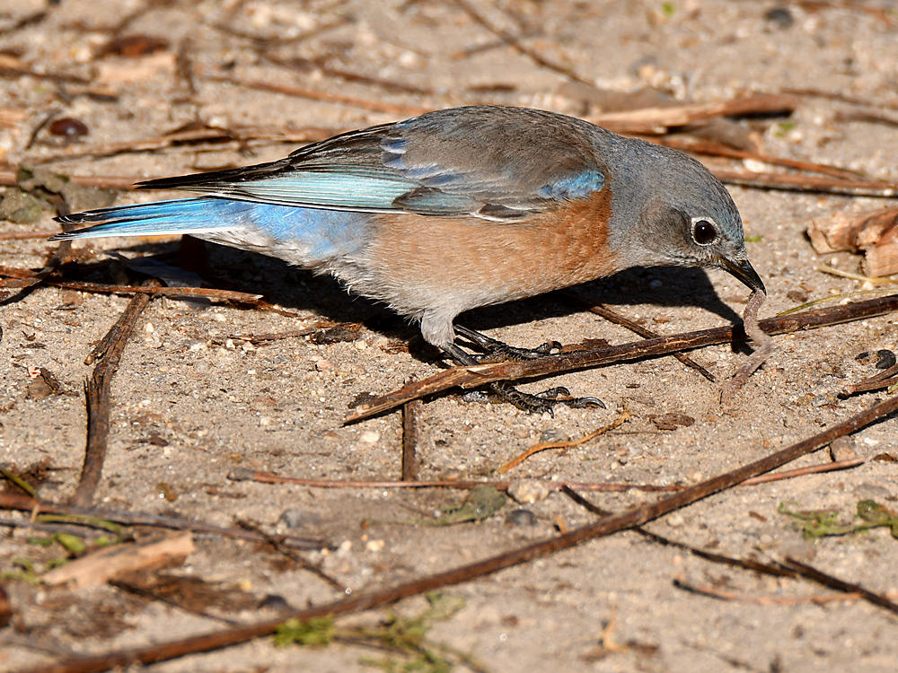 Bluebird.jpg