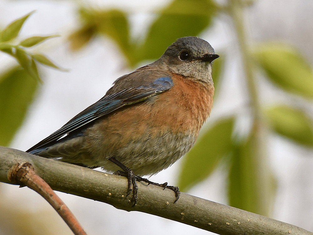 Bluebird.jpg