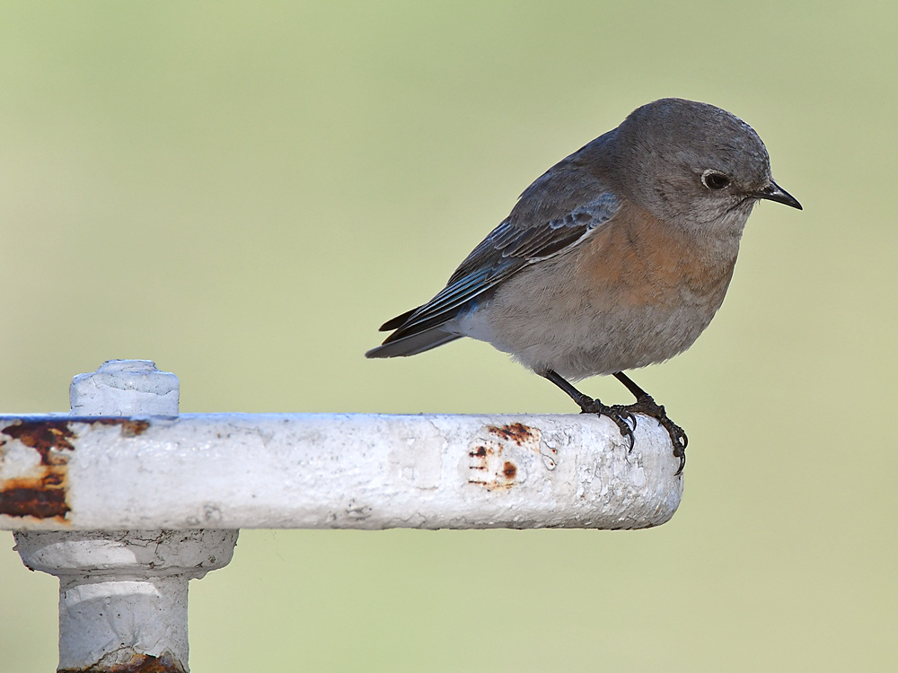 Bluebird.jpg