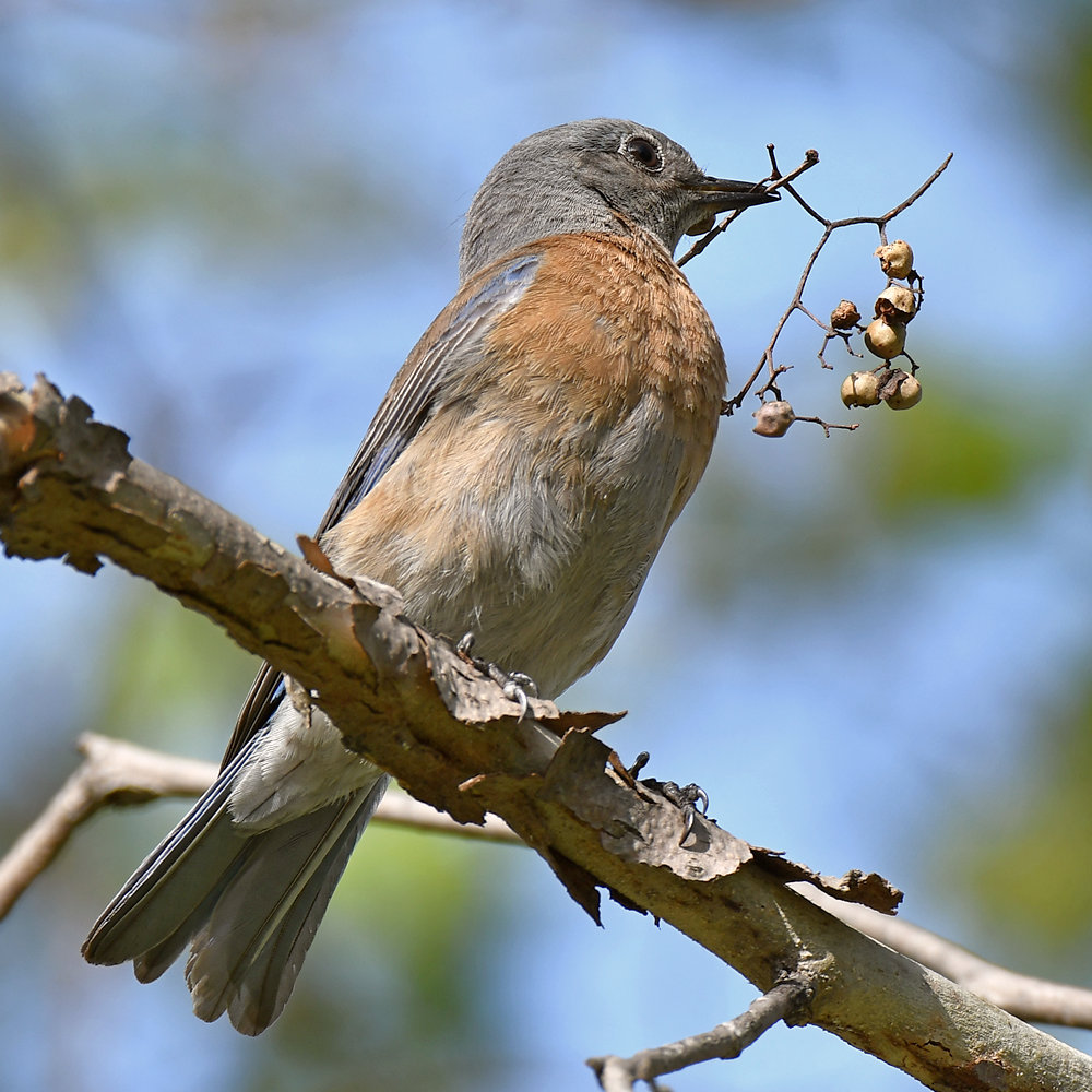 Bluebird.jpg