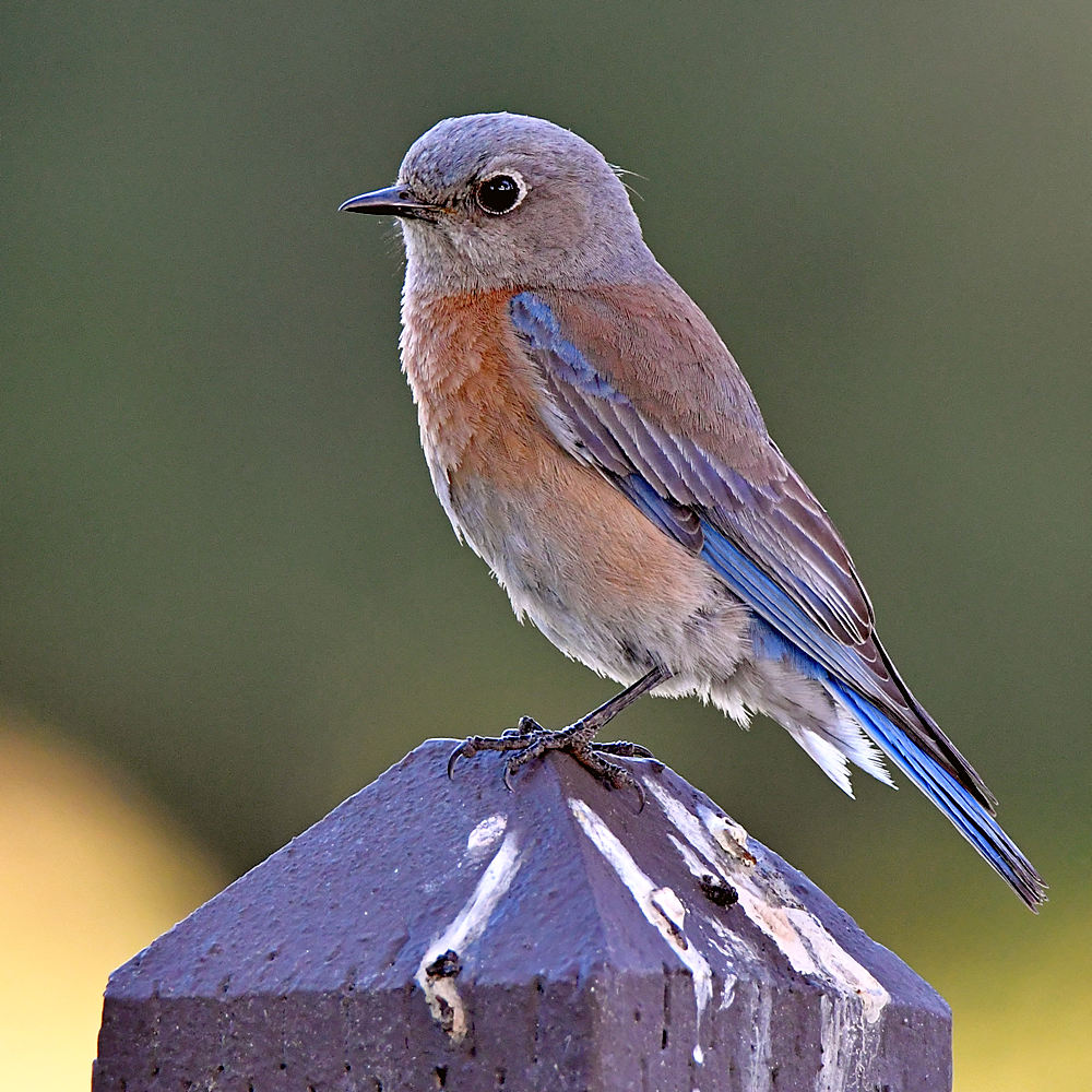 Bluebird.jpg