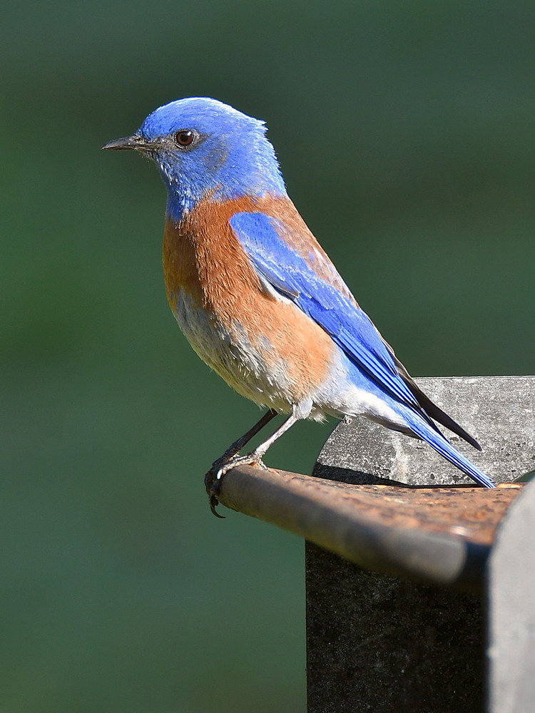 Bluebird.jpg