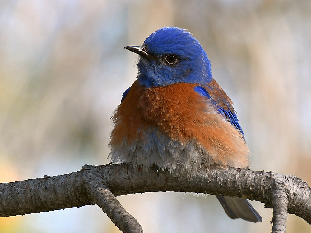 Bluebird.jpg