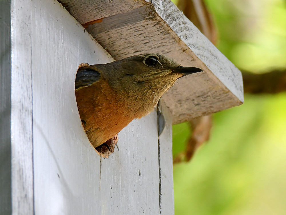 Bluebird.jpg