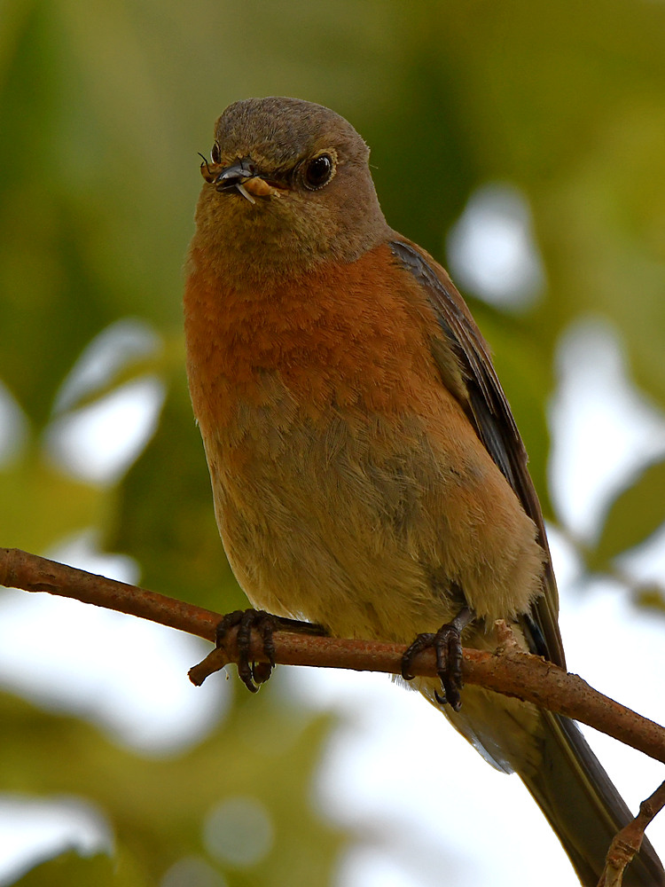 Bluebird.jpg