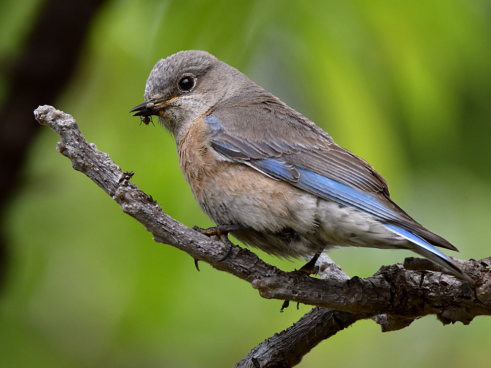 Bluebird.jpg