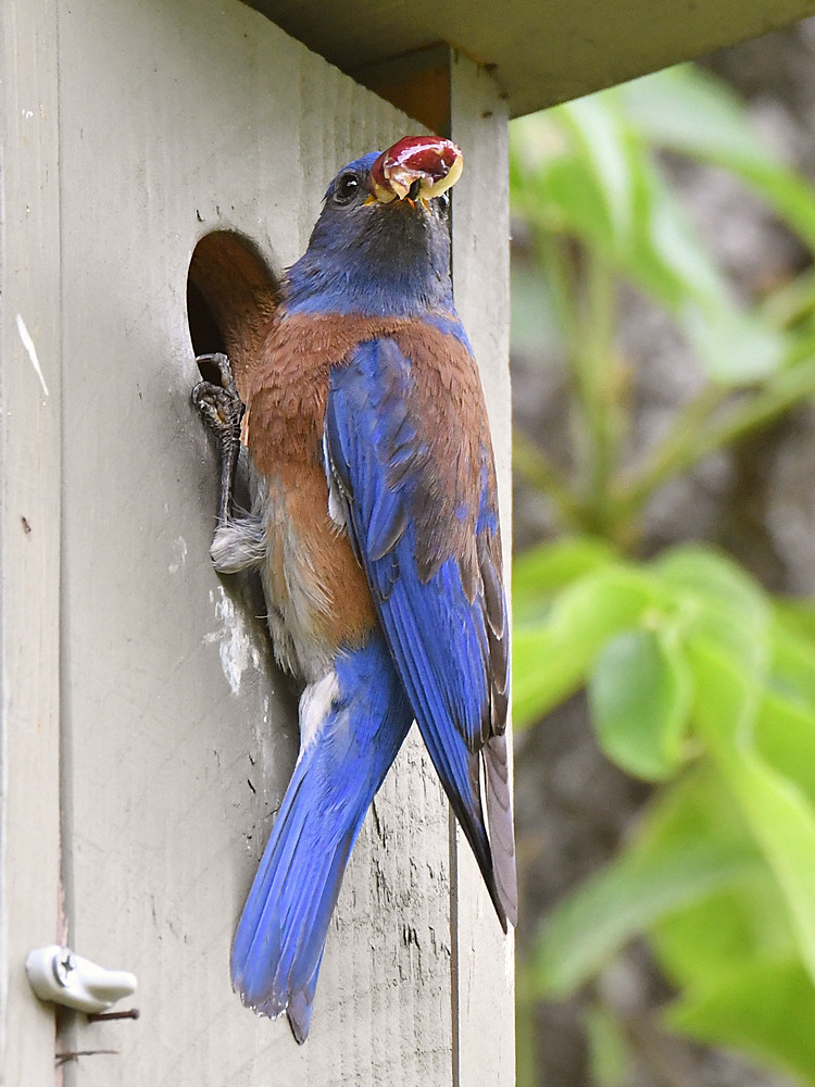 Bluebird.jpg