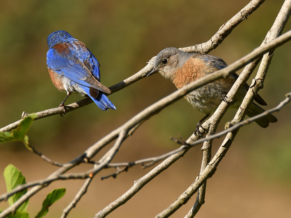 Bluebird.jpg