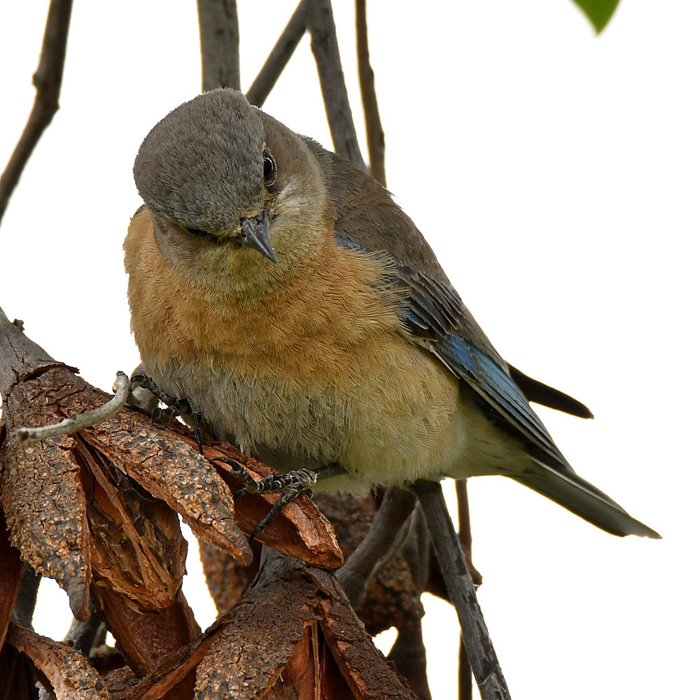 Bluebird.jpg