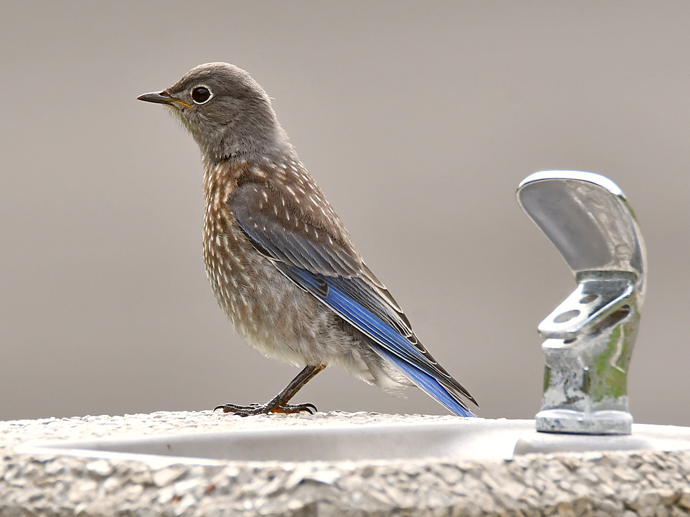 Bluebird.jpg