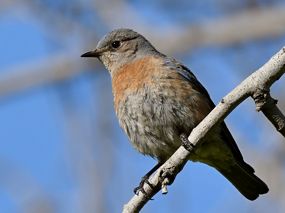Bluebird.jpg