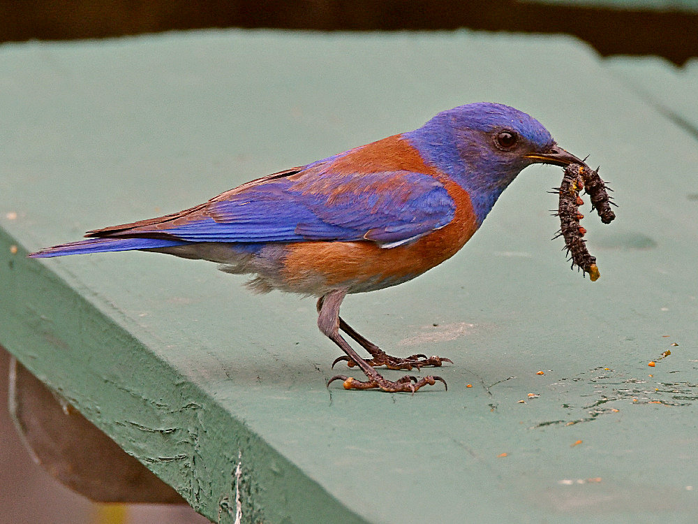 Bluebird.jpg