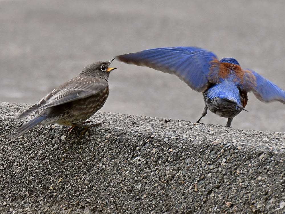 Bluebird.jpg