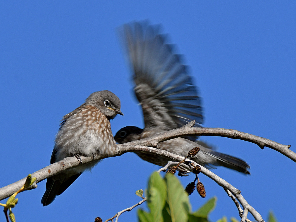 Bluebird.jpg
