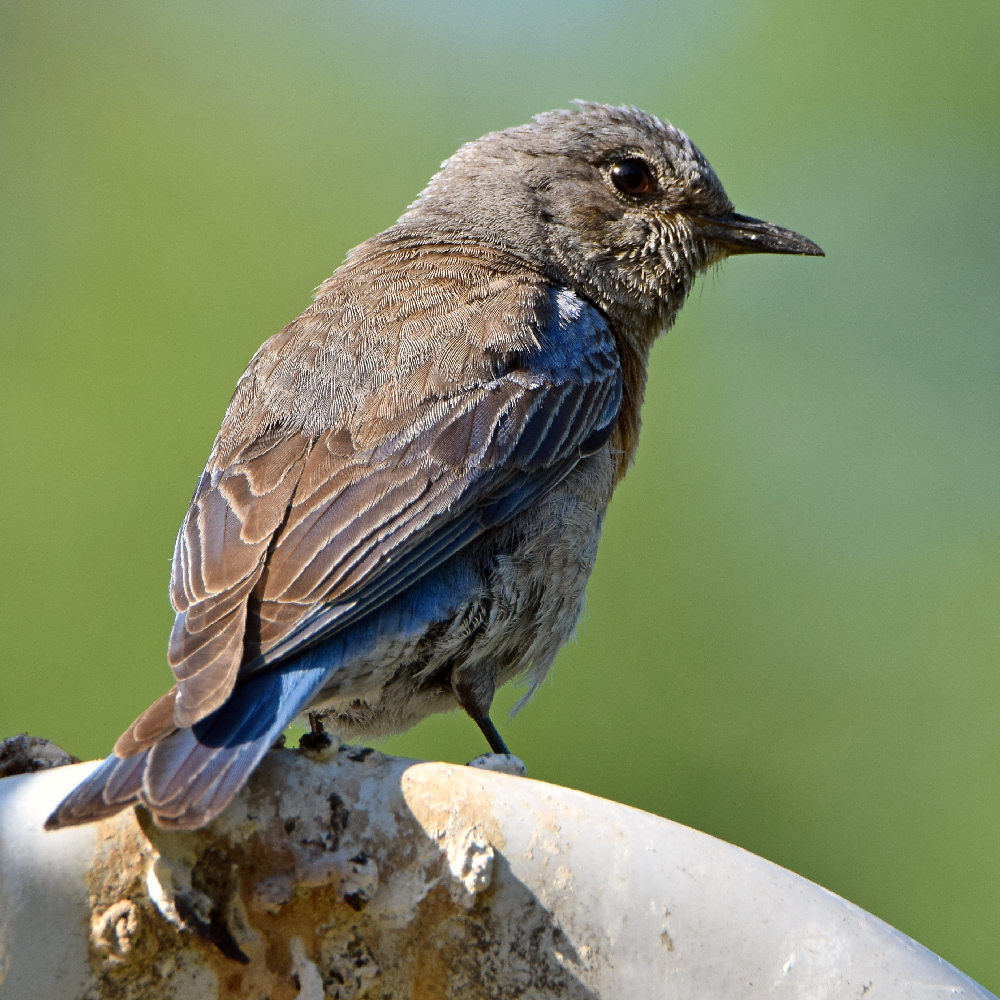 Bluebird.jpg