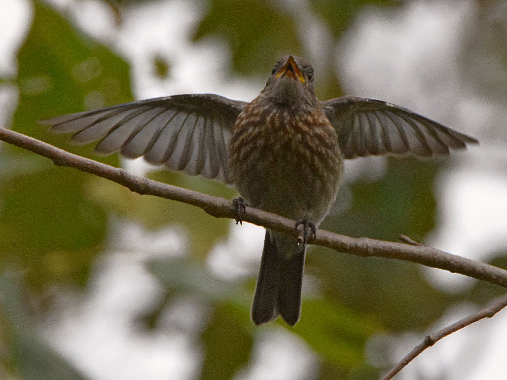 Bluebird.jpg