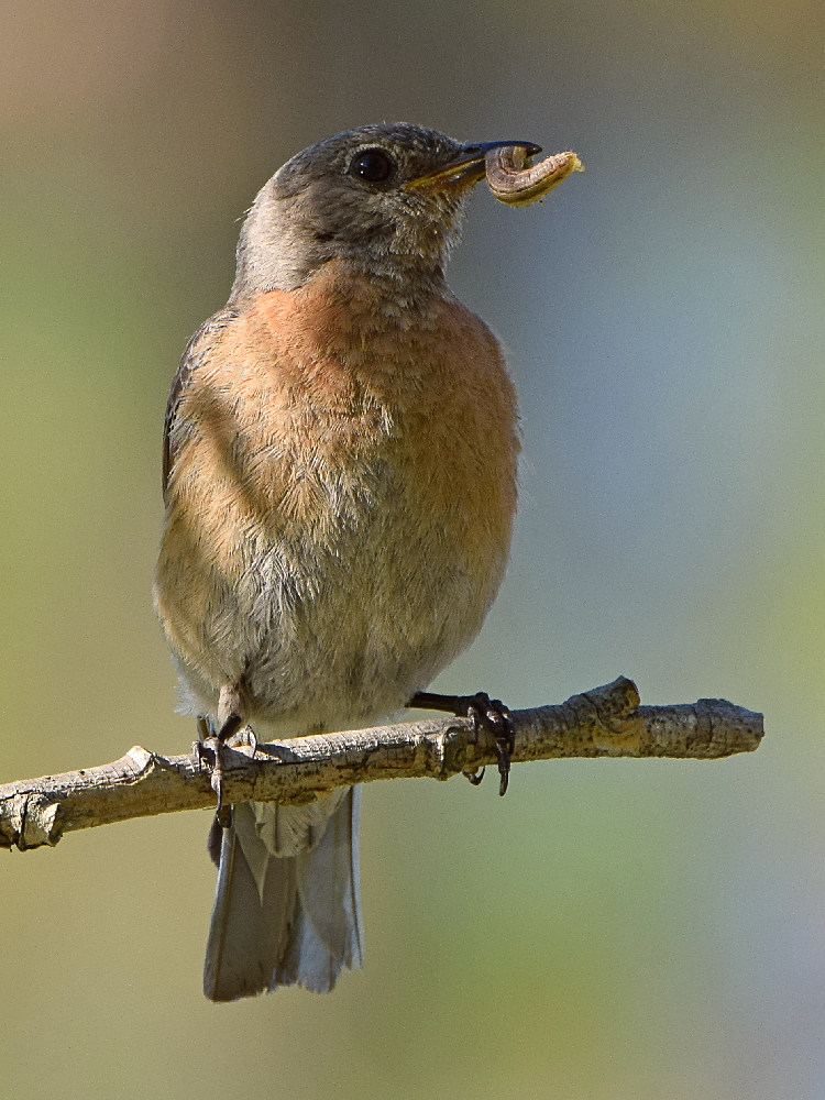 Bluebird.jpg