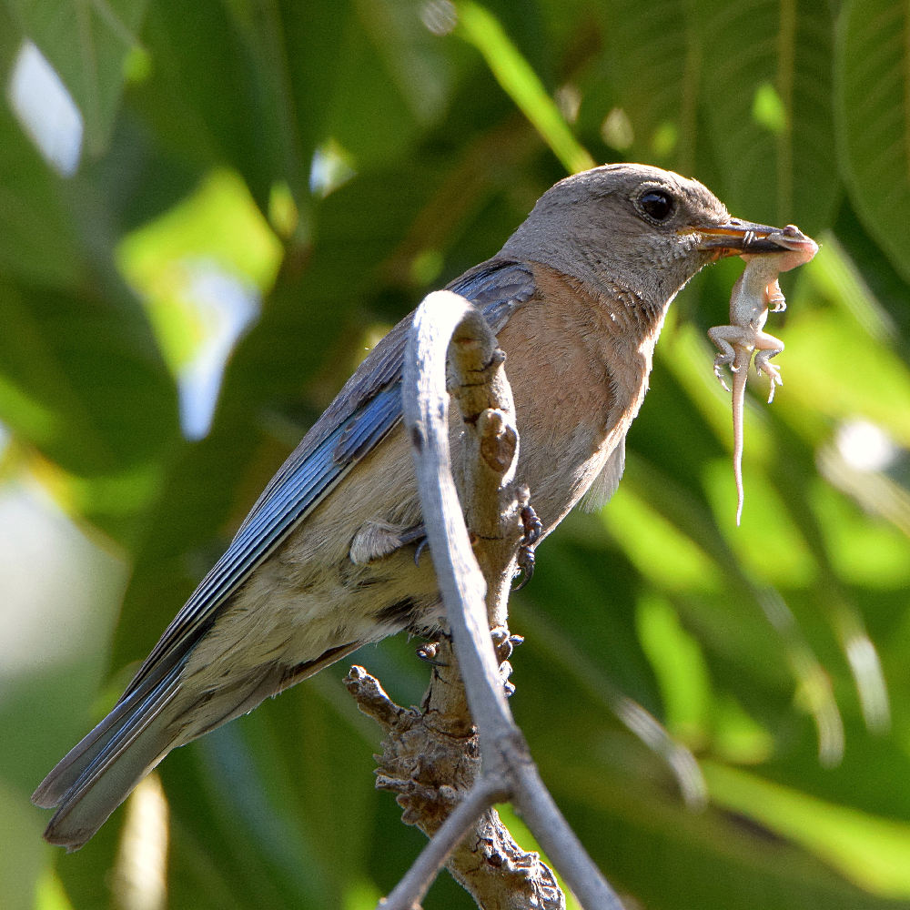 Bluebird.jpg