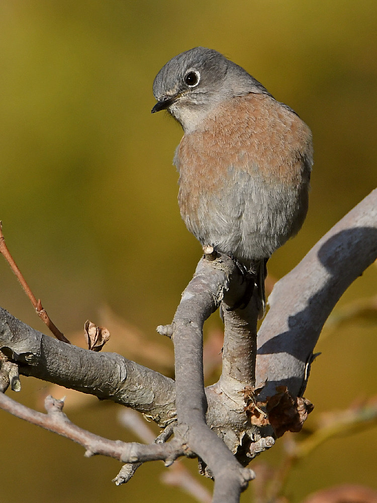 Bluebird.jpg