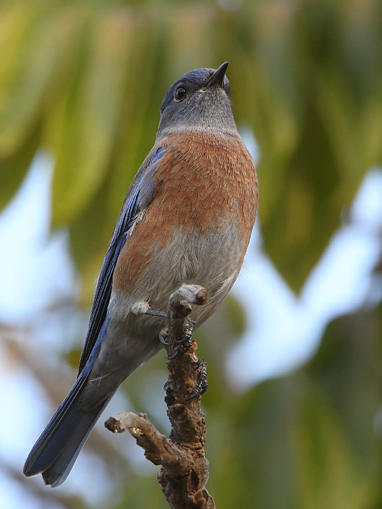 Bluebird.jpg
