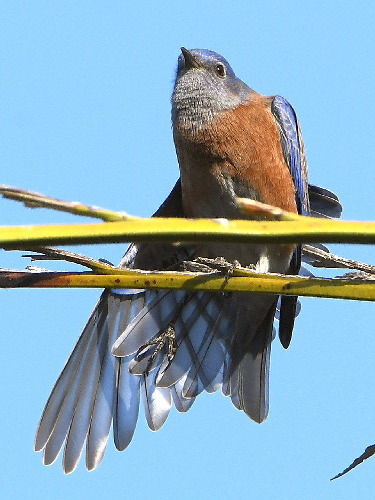 Bluebird.jpg