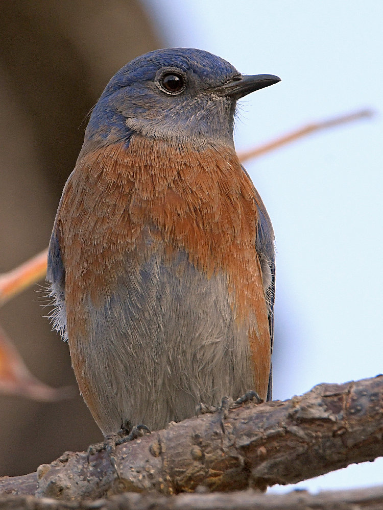 Bluebird.jpg