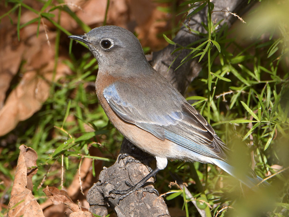 Bluebird.jpg