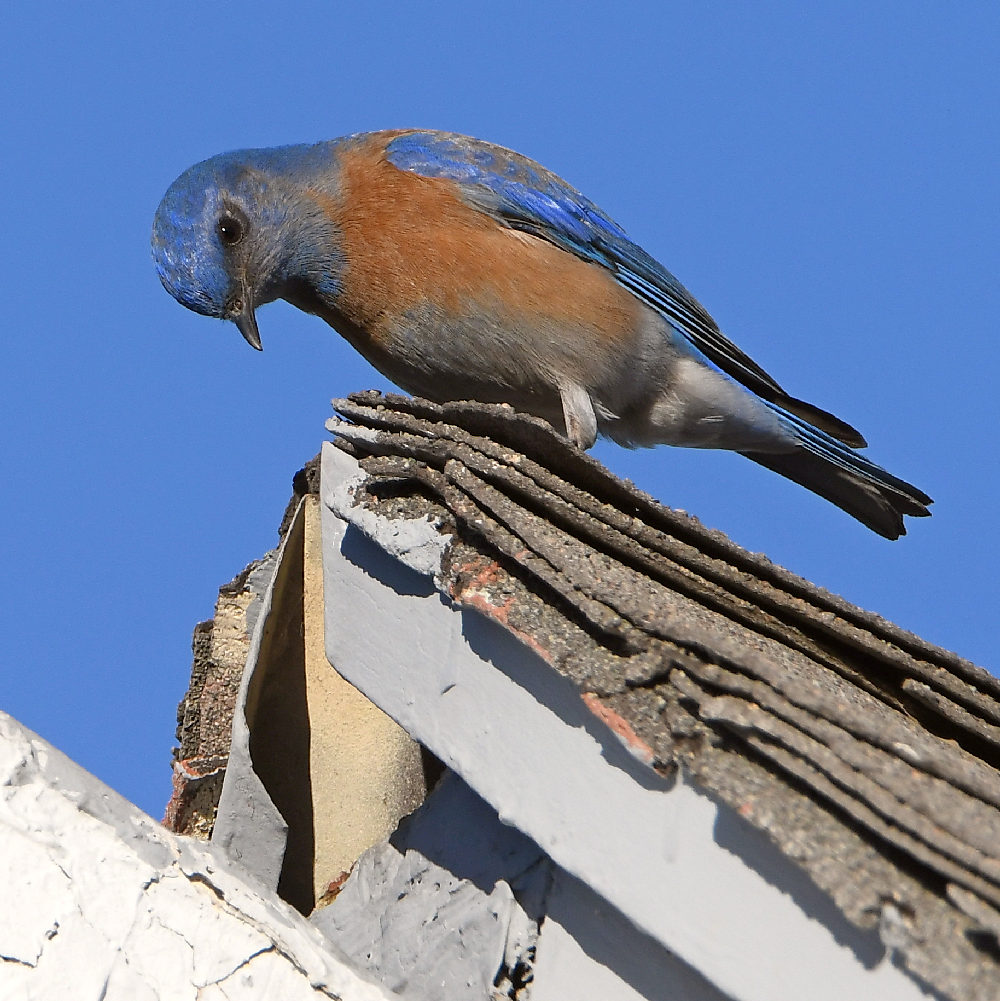 Bluebird.jpg
