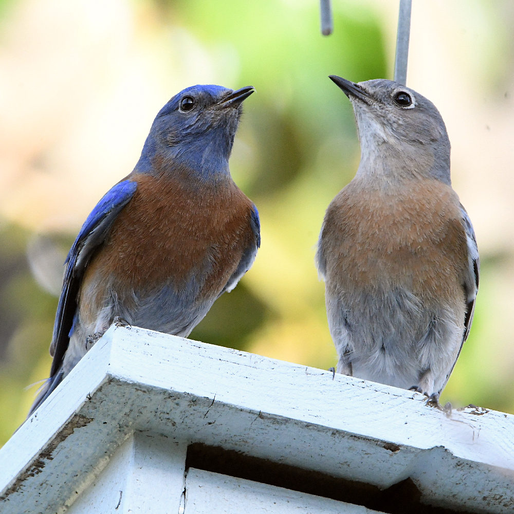 Bluebird.jpg
