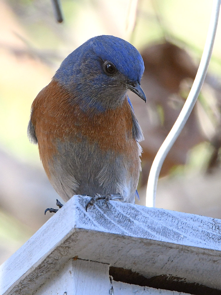 Bluebird.jpg